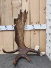 Crazy 16 lbs Alaskan Freak Moose Shed Antler