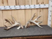 GIANT 230" Main Frame 5x5 Whitetail Shed Antlers