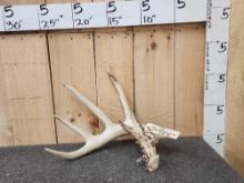 Big 83" 5 Point Wild Ohio Whitetail Shed Antler