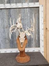 2 Sets Of Locked Whitetail Antlers On Skulls
