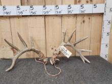 Wild High 170 Class Whitetail Shed Antlers