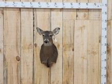Whitetail Doe Shoulder Mount Taxidermy