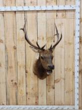 5x5 Elk Shoulder Mount Taxidermy