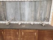 4 Sets Of Weathered Whitetail Antlers On Skull Plate