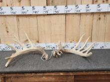 Main Frame 6x6 Whitetail Shed Antlers