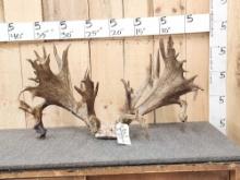 GIANT High 300 Class Whitetail Antlers On Skull Plate