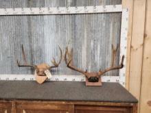 2 Sets Of Vintage Mule Deer Antlers On Plaque