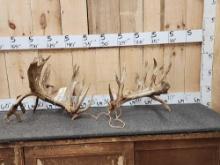 Giant Main Frame 6x7 Whitetail Shed Antlers