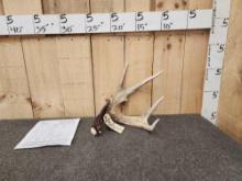 Record Book Wild Saskatchewan Whitetail Shed Antler