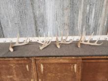Group Of 4 Wild Whitetail Shed Antlers