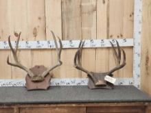 2 Vintage Sets Of Mule Deer Antlers On Plaques