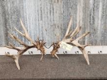 MONSTER Trophy Class Whitetail Shed Antlers