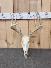 5x5 Whitetail Antlers On Skull