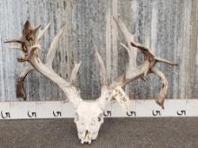 234" Whitetail Antlers On Skull