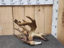 Carter Shed Replica Whitetail Shed Antler