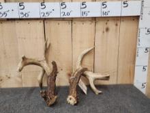 Set Of Freak Heavy Mass Wild Illinois Whitetail Shed Antlers