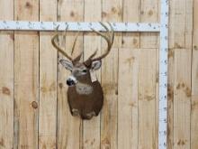 Nice Whitetail Shoulder Mount Taxidermy
