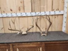 2 Sets Of Mule Deer Antlers On Skull Plate