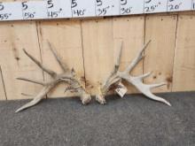 Heavy Mass Main Frame 6x6 Whitetail Shed Antlers