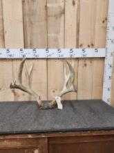 6x5 Mule Deer Antlers On Skull Plate