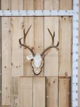 4x5 Mule Deer Antlers On Skull & Plaque