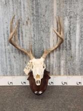 5x5 Whitetail Antlers On Skull & Plaque