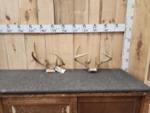 2 Sets Of Freak Nontypical Whitetail Antlers On Skull Plate