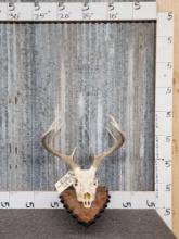 4x4 Whitetail Antlers On Skull With Plaque