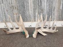 Big Nontypical Whitetail Shed Antlers