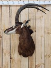 African Sable Antelope Shoulder Mount Taxidermy