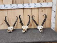 3 Pronghorn Antelope Skulls Taxidermy