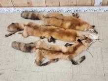 3 Soft Tanned Red Fox Furs Taxidermy