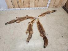 4 Red Fox Soft Tanned Furs Taxidermy