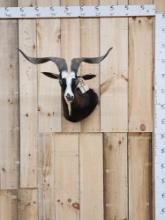 Spanish Goat Shoulder Mount Taxidermy