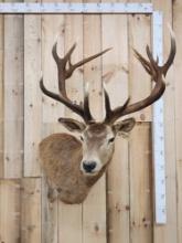 Big Red Stag Shoulder Mount Taxidermy