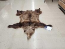 Tanned Grizzly Bear Skin Taxidermy