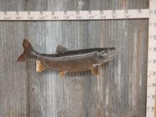 39" Lake Trout Real Skin Fish Taxidermy