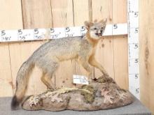 Grey Fox Full Body Taxidermy Mount
