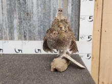 Sharptail Grouse Full Body Bird Taxidermy