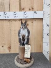 Abert's Squirrel Full Body Taxidermy Mount