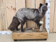 Alaskan Silver Fox Full Body Taxidermy Mount