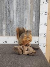 Squirrel With Nut Full Body Taxidermy Mount