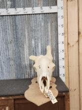Authentic Deformed Giraffe Skull Taxidermy Oddities Piece