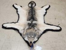 Beautiful Alaskan Wolf Rug Taxidermy