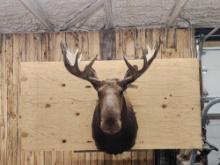 Moose Shoulder Mount Taxidermy