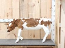Authentic Dicephalic 2 Headed Hereford Calf Full Body Taxidermy Mount