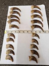 Complete Set Of 20 Alaskan Grizzly Bear Claws
