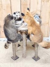 4 Critters Playing Cards Taxidermy