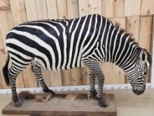Zebra Full Body Taxidermy Mount