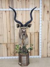 African Kudu Pedestal Taxidermy Mount